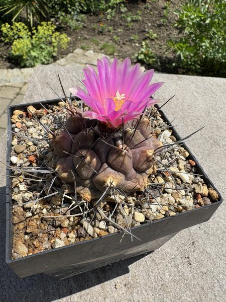 Thelocactus buekii